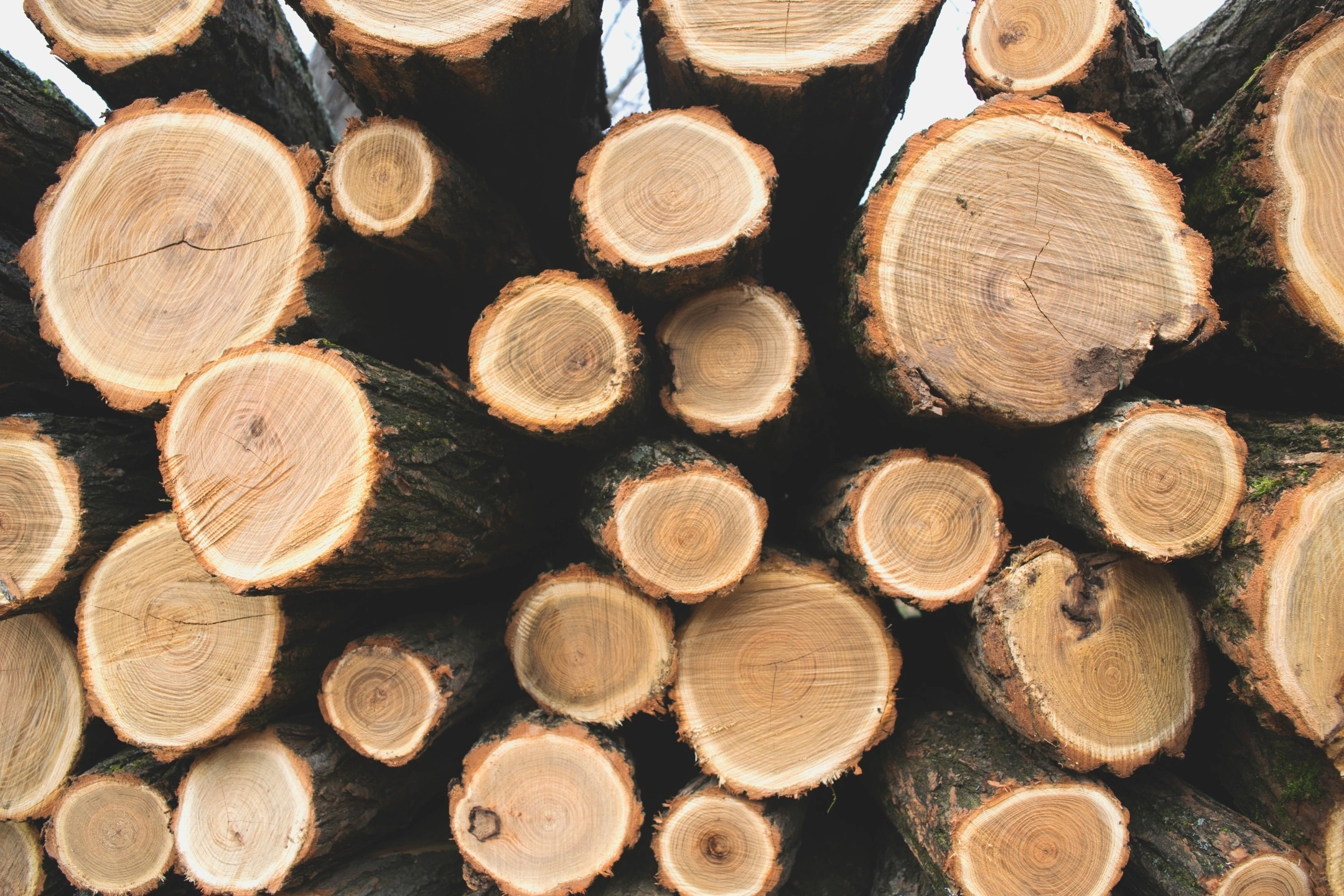 В России установят новые штрафы за нарушения в сфере оборота древесины